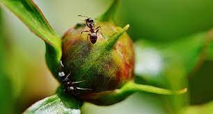 There is some distressing or offensive matter that you need to confront. Dreams About Ants Interpretation And Meaning