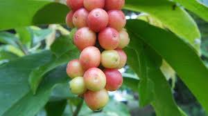 Image result for Antidesma