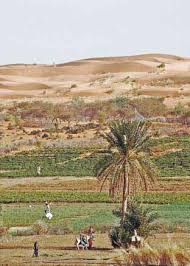 Image result for Aster milanjianus