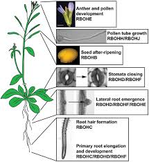 The mesh is included because s4simomo deleted all their cc and i can't link the original mesh. Rboh Dependent Ros Synthesis And Ros Scavenging By Plant Specialized Metabolites To Modulate Plant Development And Stress Responses Abstract Europe Pmc