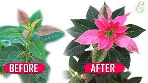 5 Secret Tips The Most Beautiful Christmas Plant Euphorbia Poinsettia Christmas Plants Poinsettia Care Pink Leaf Plant