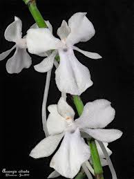 Image result for Aerangis splendida