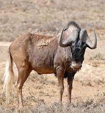 Browse 268 wildebeest crocodile stock photos and images available, or start a new search to explore more stock photos and images. Black Wildebeest Wikipedia