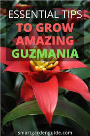 How Do You Care For A Guzmania Plant Smart Garden Guide Plant Care Plants House Plant Care