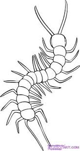 How To Draw A Centipede Step 5 Drawings Guided Drawing Online Drawing