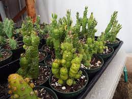 You know we are always looking for new ideas and cool things for our home. Austrocylindropuntia Subulata F Monstrosa Quot Christmastree Cactus Quot 5 6 Quot Tall For Sale 15 99 See Photos Mone Tall Plants Succulents Cactus