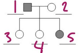 In this laboratory you will have the opportunity to use pedigree analysis to simulate the inheritance of genes for human genetic disorders, and use rflp analysis to study recombination in humans. Pedigree Chart Worksheet Flashcards Quizlet