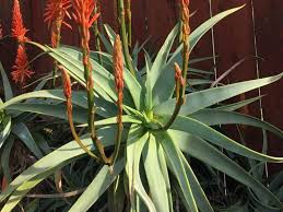 Image result for Aloe arborescens × musapana