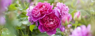 Virgos may not always want to be the center of attention, but don't let their shyness fool you. Best Flowers For Your Star Sign Zodiac