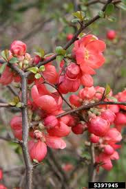 Image result for Kotschya speciosa