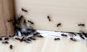 Egg harbor township bed and breakfast. Commercial Ant Control Egg Harbor Township Superior Pest Solutions