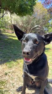 A mate of mine has had he's dog go missing from wilgabar way he's name is  loki has been missing all day let me know if anyone has seen anything