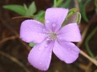 Image result for Barleria lugardii