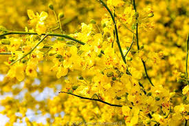 Parkinsonia aculeata is a tree from the family fabaceae; Palo Verde Tree Desertusa