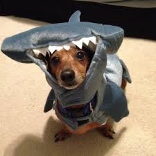 We recommend a test spray on a small. Green Pesticides For Pets Wondercide Shark Tank Blog