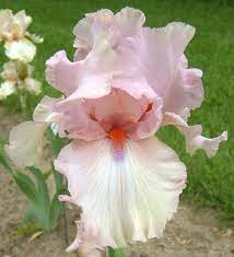 Tb Iris Germanica Robin S Tea Worel 2003 Iris Flowers Most Beautiful Flowers Beautiful Flowers