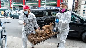 Why go to a dog breeder, cat breeder or pet store to buy a dog or buy a cat when you can adopt? Pets And Coronavirus What Happens To The Animals Left Behind After Their Owners Die From Covid 19 Abc7 Chicago