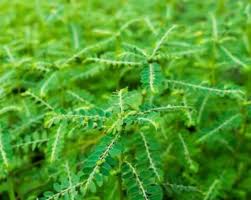 Image result for Phyllanthus udoricola