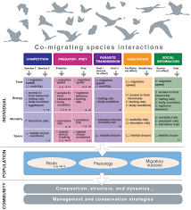 Chancing On A Spectacle Co Occurring Animal Migrations And Interspecific Interactions Cohen 2020 Ecography Wiley Online Library