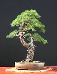 Check out our cypress bonsai selection for the very best in unique or custom, handmade pieces from our plants shops. European Larch Bonsai Stock Photo Image Of Green Deadwood 2632868