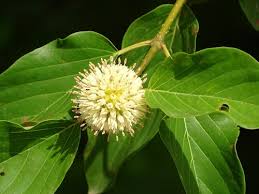 Image result for Mitragyna stipulosa