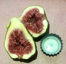That's a fig tree — just one that hardly ever sets fruit indoors. Pin On Figs For Sale