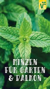Minzsorten In Der Ubersicht Minze Ist Nicht Gleich Minze Plant Happy In 2020 Minze Pflanzenblatter Mojito Minze