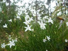 Flowering mainly from mmarch to june but may flower at any time throughout the year. Wahlenbergia Stricta White Mist Flax Lily Gardening With Angus
