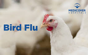 In the 2014 outbreak, some people caught h5n1 from bird flu symptoms in people can vary. Bird Flu Symptoms Causes And Risk Factors Medicover Hospitals