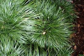 Image result for Hyparrhenia familiaris