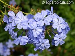 Check spelling or type a new query. Plumbago Auriculata Plumbago Capensis Blue Plumbago Cape Plumbago Cape Leadwort Toptropicals Com