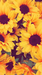 Wallpaper Sunflowers Girassois Sunflower Wallpaper Sunflower Iphone Wallpaper Pretty Wallpapers