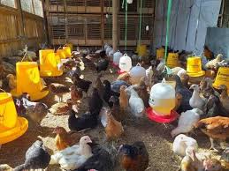 Contoh surat perjanjian kerjasama diperlukan untuk anda yang ingin membuat surat perjanjian bisnis. Usaha Ternak Ayam Joper Dan Cara Berternaknya Daging Lebih Enak Dan Besar