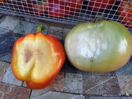 We did not find results for: What Is Wrong With My Tomato Plant 5 Common Problems Dengarden