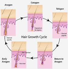 Apply on the hair and after 20 minutes, wash off with a mild shampoo. 17 Simple Tricks To Make Your Hair Grow Faster Faculty Of Medicine