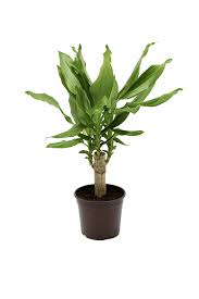 Image result for Dracaena fragrans