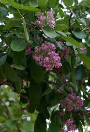 Image result for Philenoptera