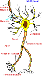 To be more specific, the cochlear nerve is essentially made up of bipolar cell bodies. Ch 11 Types Of Neurons