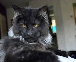 Black smoke cats rare | black smoke or smoke tabby cat? The Black Maine Coon Maine Coon Expert