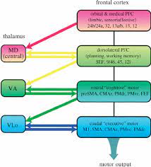 Coronal section of lateral and third ventricles. Schema For Information Flow Between Thalamic Relay Nuclei Md Va And Download Scientific Diagram