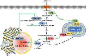 The functional mechanism of the procyanidin pcb2dg was elucidated for the first time. Emerging Roles And The Regulation Of Aerobic Glycolysis In Hepatocellular Carcinoma Journal Of Experimental Clinical Cancer Research Full Text