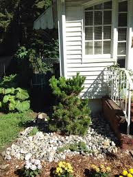 It has an irregular growth habit that adds character and interest to any landscape. Pinus Thunbergii Thunderhead Size Control