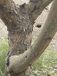 Image result for Acacia kirkii