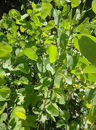 Image result for Baphia massaiensis