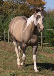 This means the horse has a base coat bay with one cream gene and one dun gene. Paint Em All Dun Horses Horse Breeds American Paint Horse