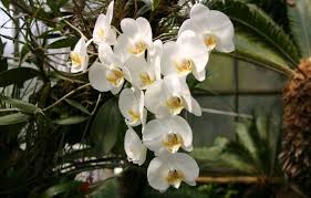 Maybe you would like to learn more about one of these? Cara Menanam Anggrek Jenis Jenis Gambar Dan Penjelasannya