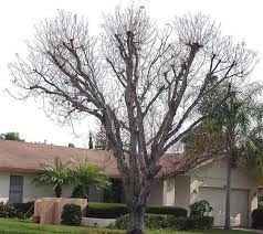 Don T Butcher Your Trees In The Name Of Safety