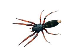 Spider Bites In Australia Identification First Aid And