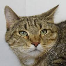 Max 4 Paw Declaw Animal House Shelter
