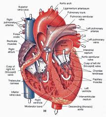 Cardiovascular System Related Multiple Choice Questions And Answers Nursing Exam Paper